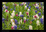 Keukenhof Hollandia 039